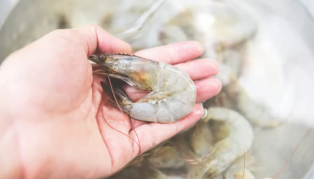 Indoor Shrimp Farming Business Plan